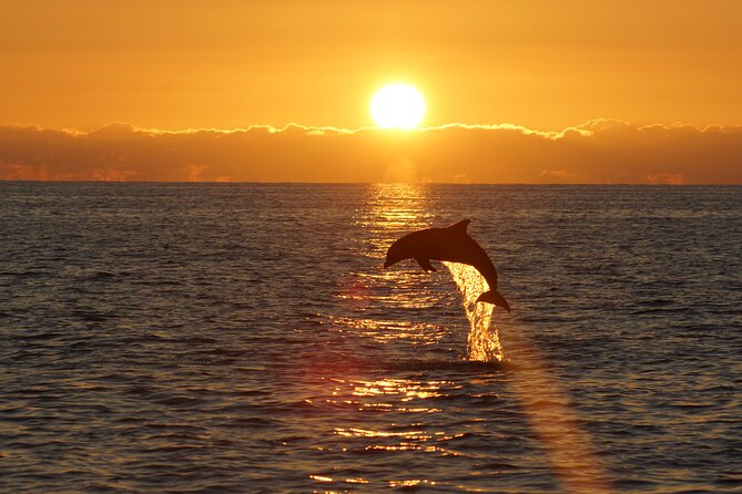 2-Hour Dolphin Guided Safari NP Brijuni from Fazana - Setting out from Fažana at 6:00 pm