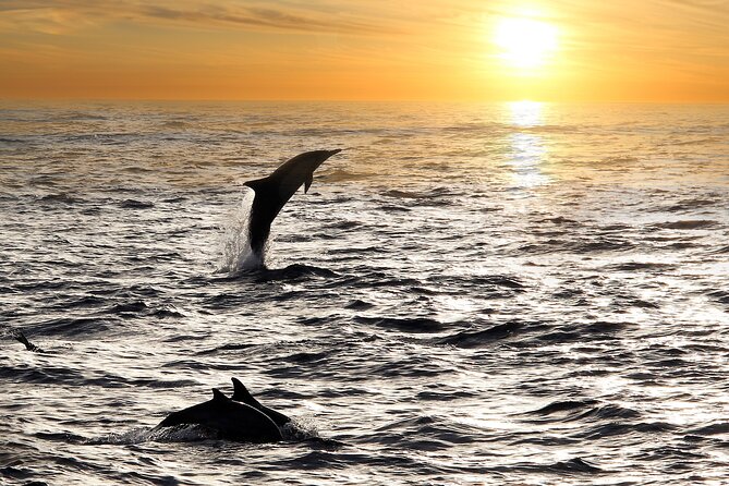 2-Hour Dolphin Guided Safari NP Brijuni from Fazana - Searching the Brijuni waters for dolphins