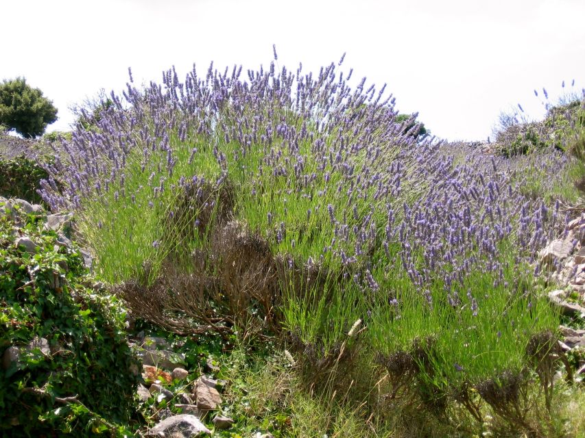 3-Hour Lavender Tour from Hvar - Finishing in Velo Grablje with lavender dessert
