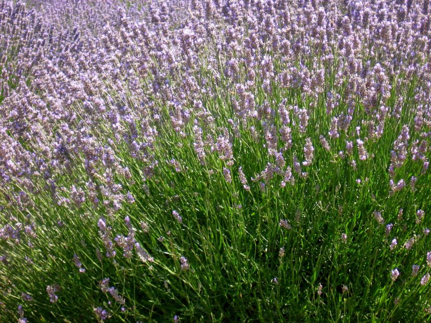 3-Hour Lavender Tour from Hvar - Pickup, vehicle, and group size
