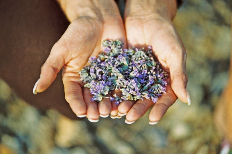 3-Hour Lavender Tour from Hvar - Is $159 per person good value?