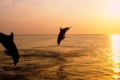 3hours all inclusive Sunset&Dolphin Tour from Medulin on Sandra