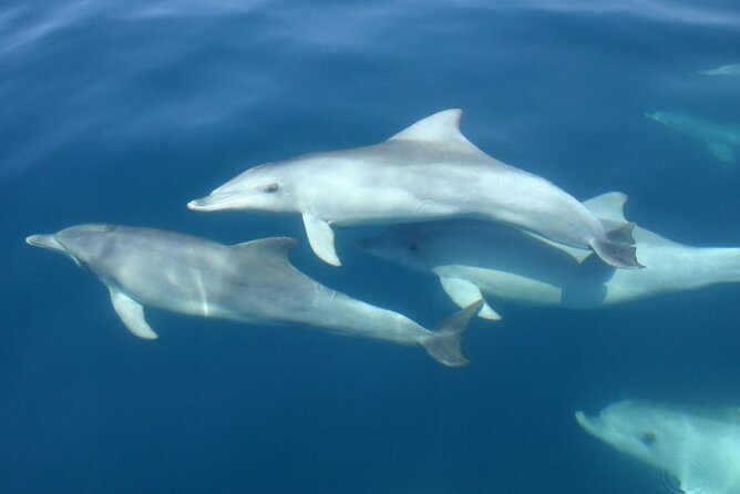 3hours all inclusive Sunset&Dolphin Tour from Medulin on Sandra - Planning your evening well