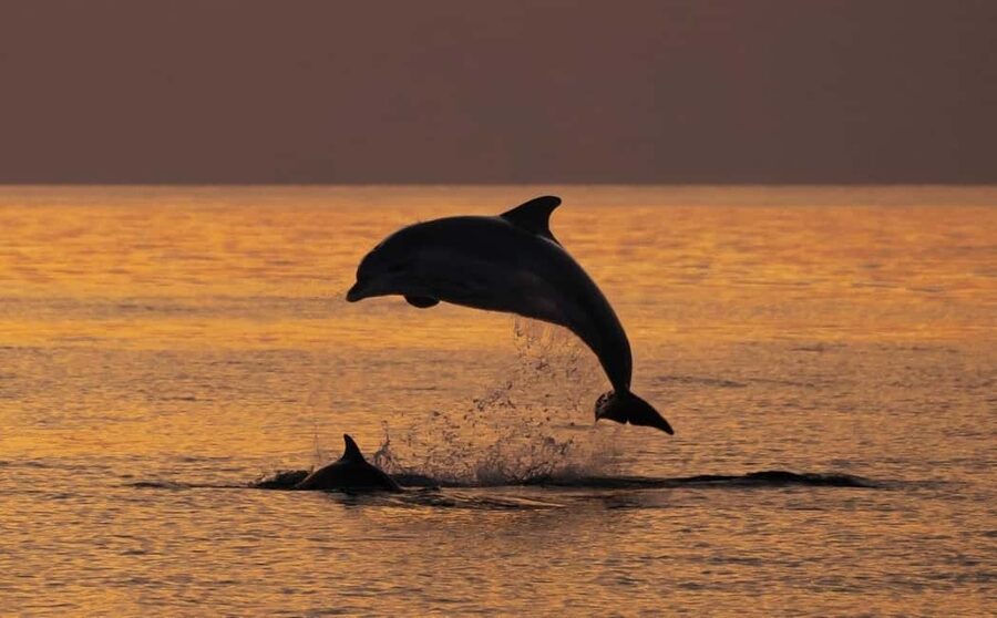 3hours Dolphin Sunset watching with unlimited drinks +dinner - An evening on the Adriatic, not just a dolphin search