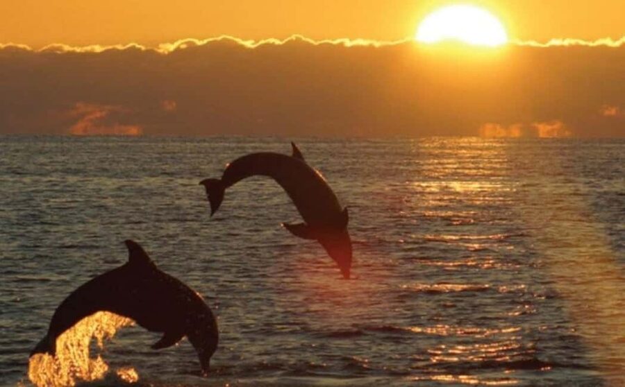 3hours Dolphin Sunset watching with unlimited drinks +dinner - Cruising past Cape Kamenjak