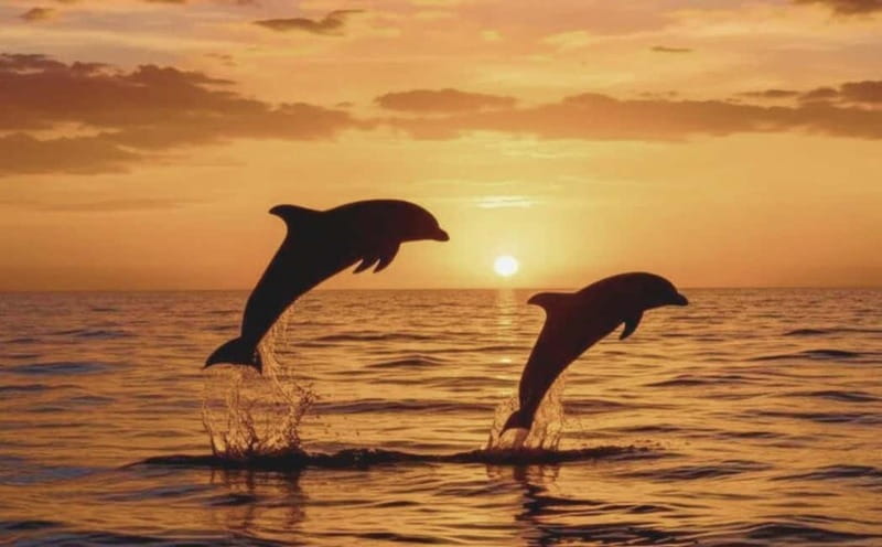 3hours Dolphin Sunset watching with unlimited drinks +dinner - Searching for dolphins in open water