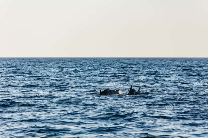 3hours Dolphin Sunset watching with unlimited drinks +dinner - Sunset from the water
