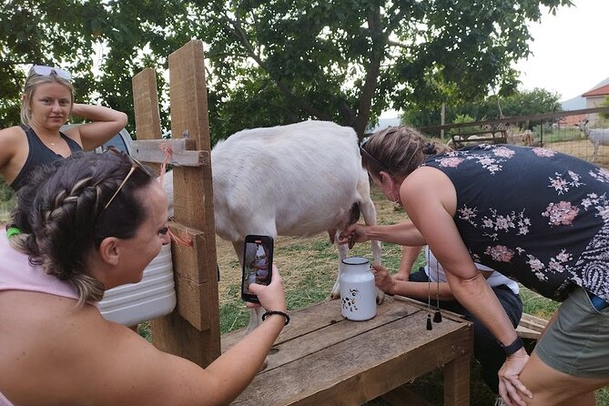 Authentic Garden to Table Cooking Class in Dubrovnik Countryside - Goat milking and the hands-on kitchen