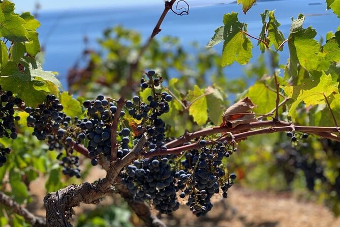 Authentic private viewpoint wine&dine tour - Timing, transport, and practical details