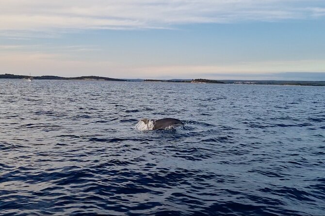 Beautiful Sunset and Dolphin Watching - Setting out from Fažana toward Brijuni
