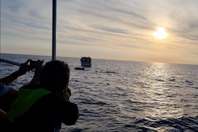 Beautiful Sunset and Dolphin Watching - Who will enjoy the Kristina most?