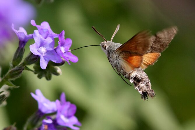 Biokovo Skywalk - Should you book the Biokovo Skywalk tour?