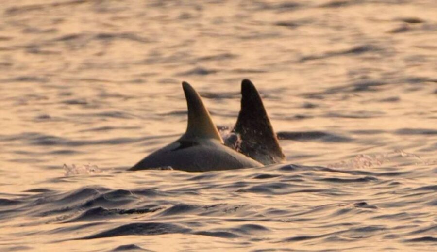 Brijuni Islands: Sunset & Dolphins private boat tour - Searching for dolphins in the Adriatic