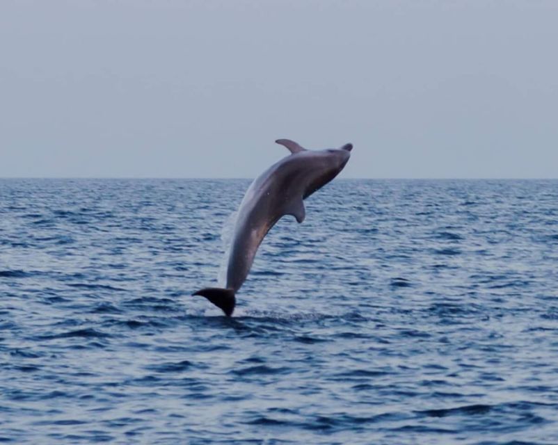 Brijuni Islands: Sunset & Dolphins private boat tour - Who should book this private boat trip