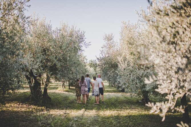 Buje: Authentic Istrian family farm, guided walk, foods & wine - Seeing how extra virgin olive oil is made