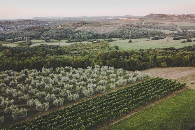 Buje: Authentic Istrian family farm, guided walk, foods & wine - Is the $77.89 price good value?