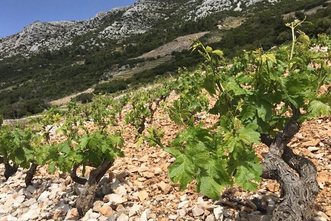 Classic Tour with Wine Tastings from Dubrovnik - Fresh oysters, white wine, and the best food pairing