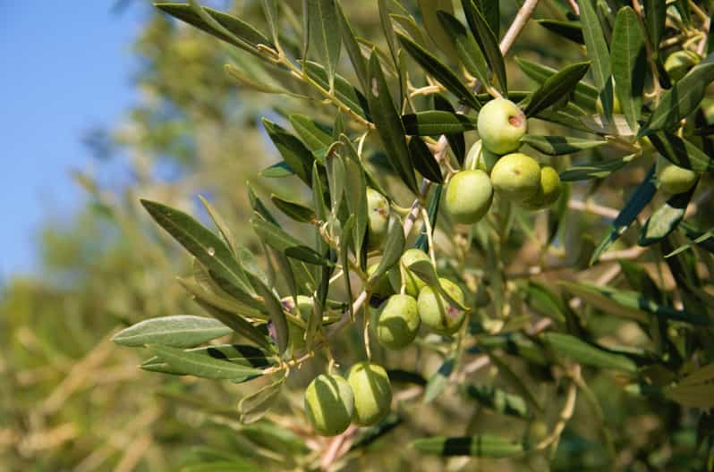 Cres: Olive Oil Walking Tour with Tastings - Why this Cres food tour feels different