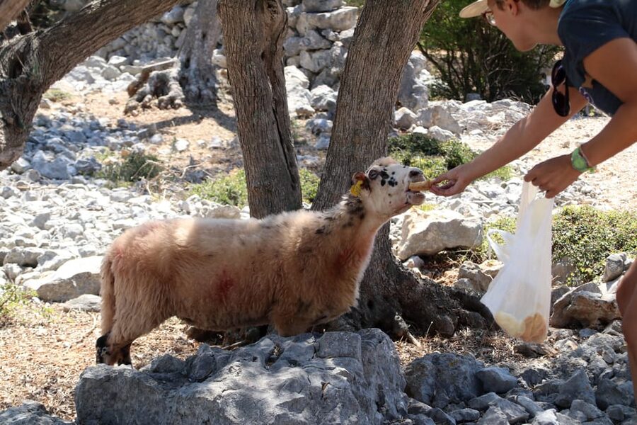 Cres: Olive Oil Walking Tour with Tastings - Inside Cres’s only olive oil mill