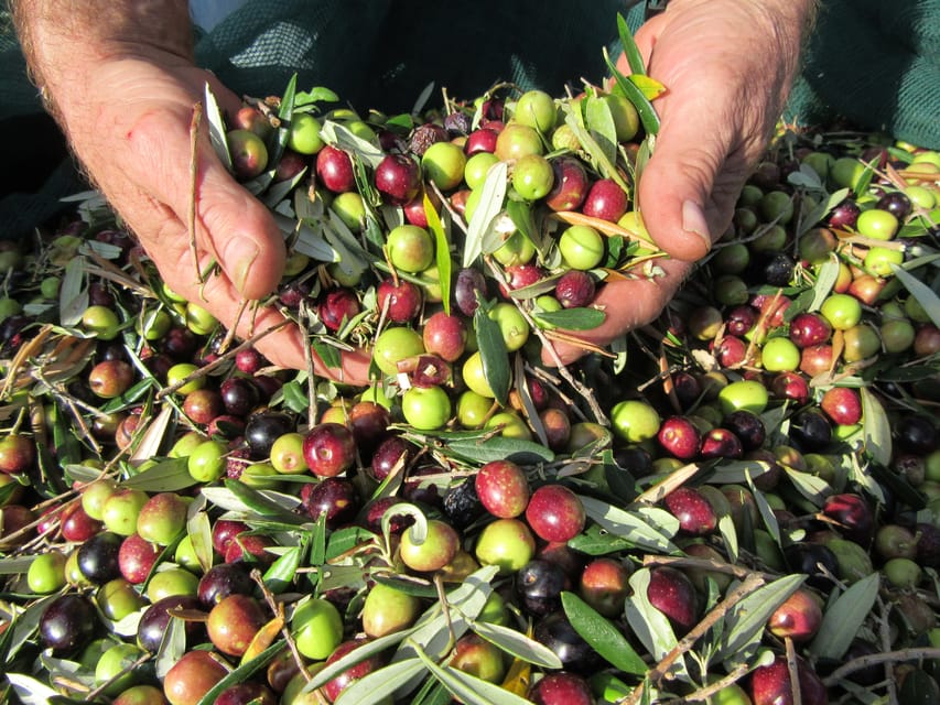 Cres: Olive Oil Walking Tour with Tastings - A producer visit in town