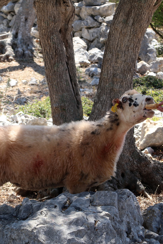 Cres: Olive Oil Walking Tour with Tastings - What the guide adds to the experience