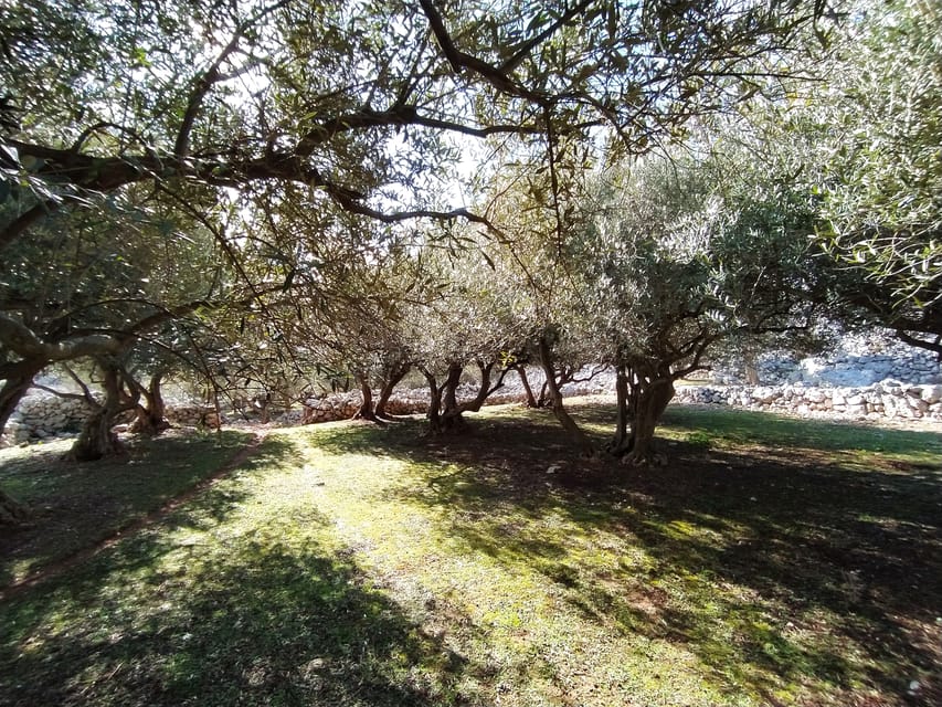 Cres: Olive Oil Walking Tour with Tastings - Booking, weather, and timing details