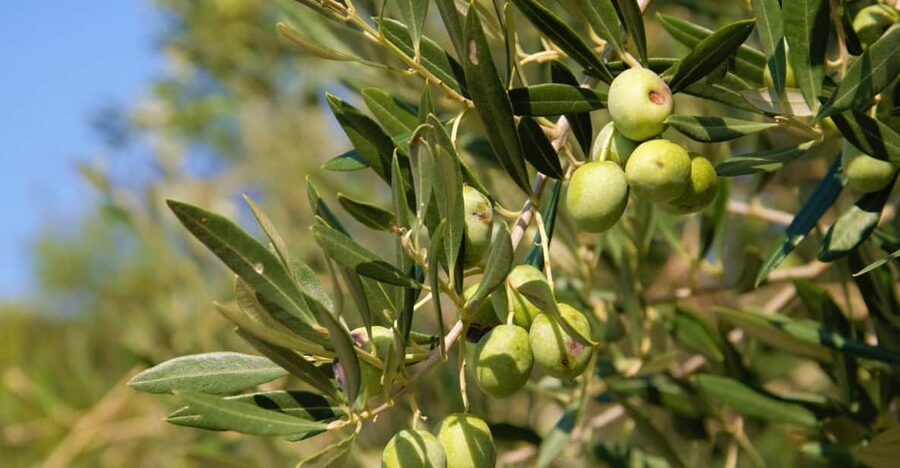 Cres: Olive Oil Walking Tour with Tastings - Starting with the old olive groves near Cres