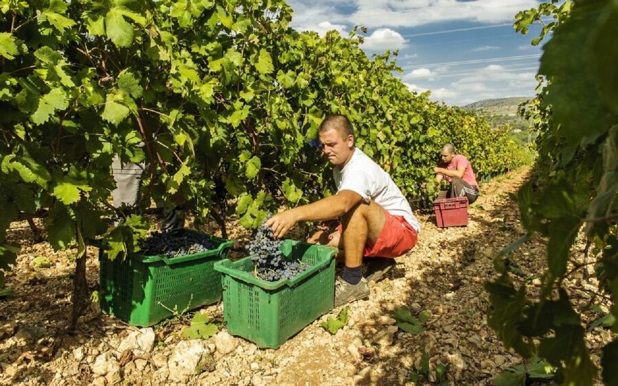 Dalmatian Delights: Food & Wine Tour from Split or Trogir - What happens during the wine tasting