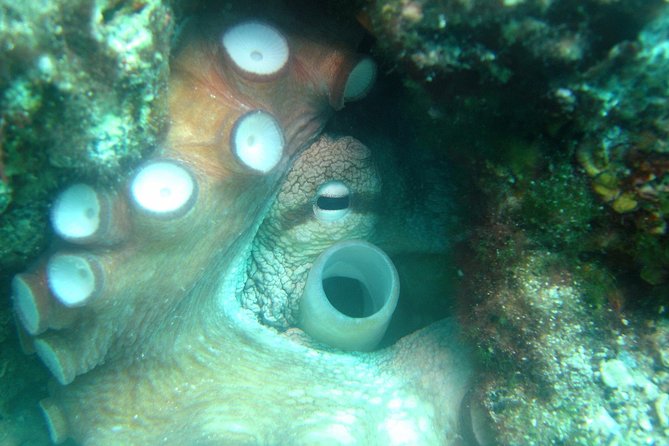 Diving day tour with 2 dives - A morning that begins in Tucepi at 9:30