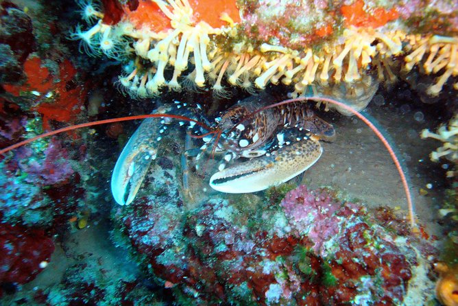 Diving day tour with 2 dives - The first underwater session and the 1 to 1.5-hour rest