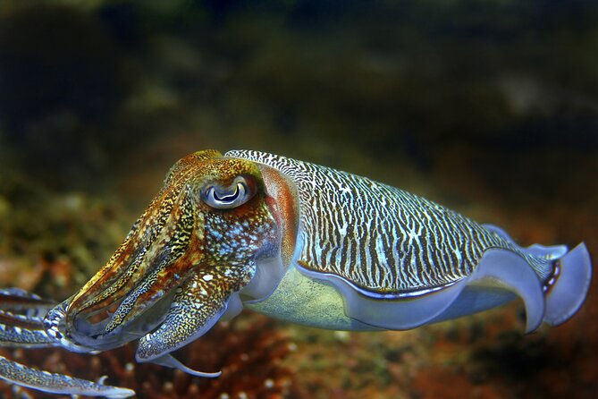 Diving day tour with 2 dives - The second session and the return to Tucepi