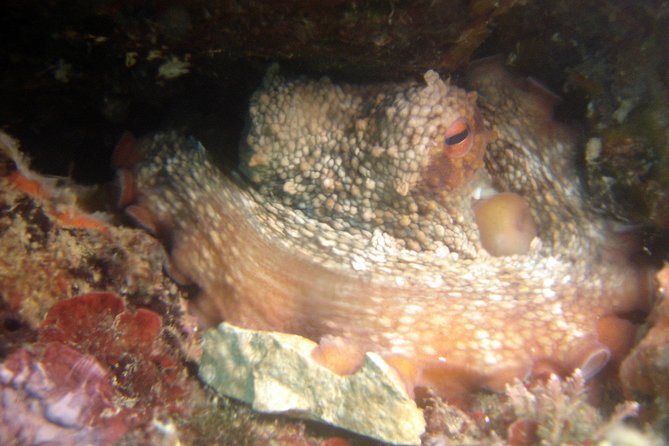 Diving day tour with 2 dives - A careful guide can make the difference