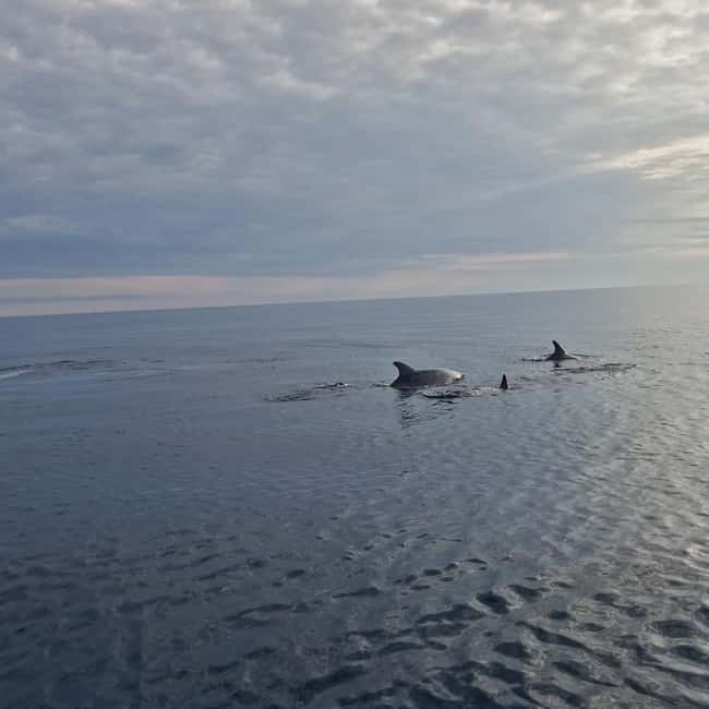 Dolphin private sunset tour Rovinj - Key points at a glance