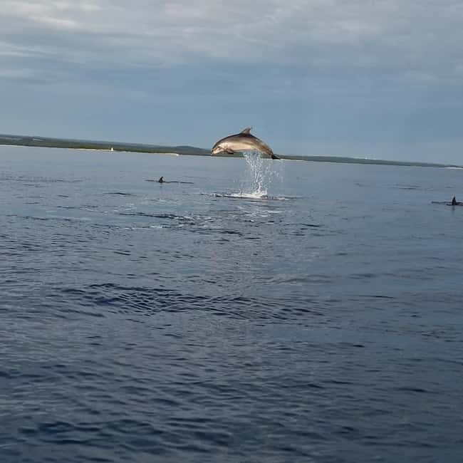 Dolphin private sunset tour Rovinj - First view: Rovinj from the water