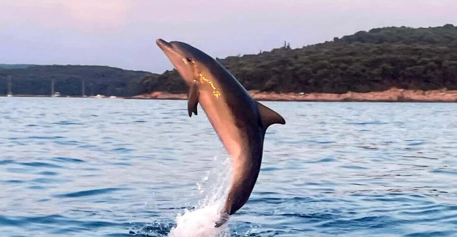 Dolphin private sunset tour Rovinj - Searching for dolphins outside the islands