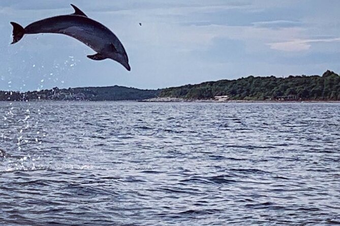 Dolphin Sunset Adventure with Speedboat - Key points to know before booking