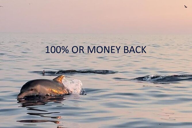 Dolphin Sunset Adventure with Speedboat - The search across the Adriatic