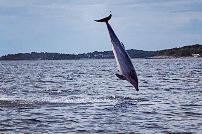 Dolphin Sunset Adventure with Speedboat - Watching dolphins without chasing them