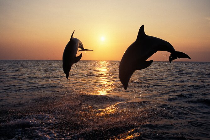 Dolphin Watching Tour – 85% Chance – Drinks & Dinner Included - What this Medulin sunset cruise is really like