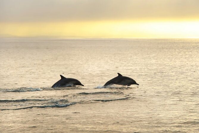 Dolphin Watching Tour – 85% Chance – Drinks & Dinner Included - Porer Lighthouse and the best photo opportunity