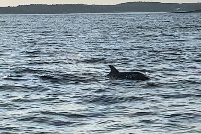 Dolphin Watching Tour – 85% Chance – Drinks & Dinner Included - The dolphin search and the important odds question