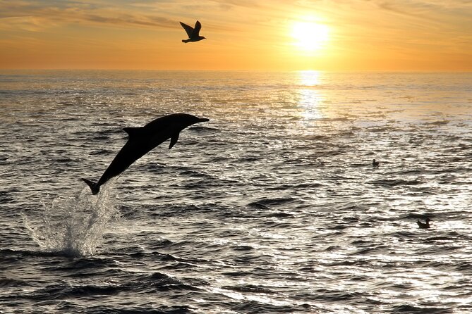 Dolphin Watching Tour – 85% Chance – Drinks & Dinner Included - Timing, comfort, and the three-hour promise