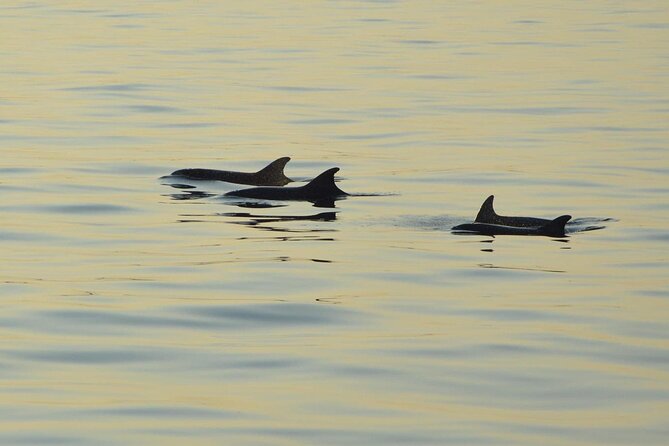 Dolphin Watching Tour – 85% Chance – Drinks & Dinner Included - Kamenjak National Park from the sea