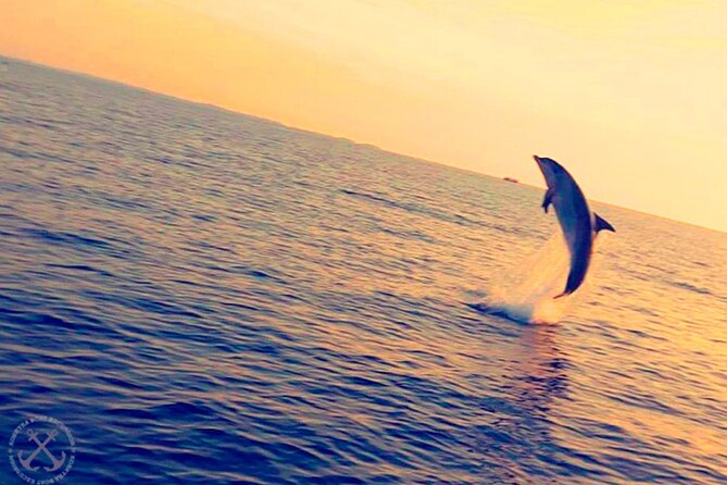 Dolphins Watching in the National Park Brijuni from Pula - Unlimited wine and soft drinks