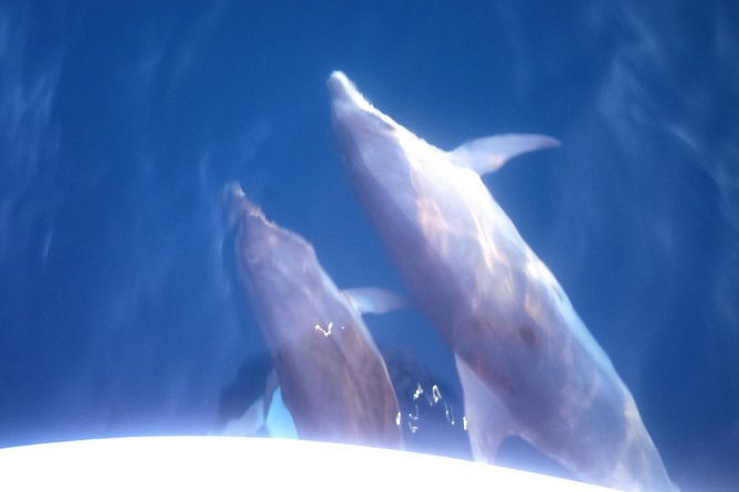 Dolphins Watching in the National Park Brijuni from Pula - Looking for dolphins in open water