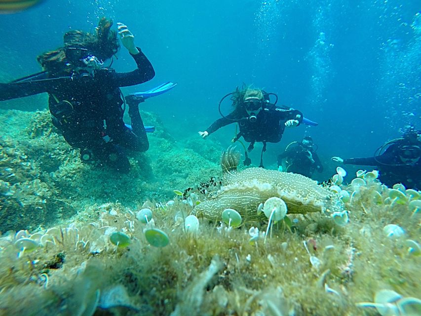 Dubrovnik: 1-Day Discover Scuba Diving Course - Key points about the Dubrovnik scuba course