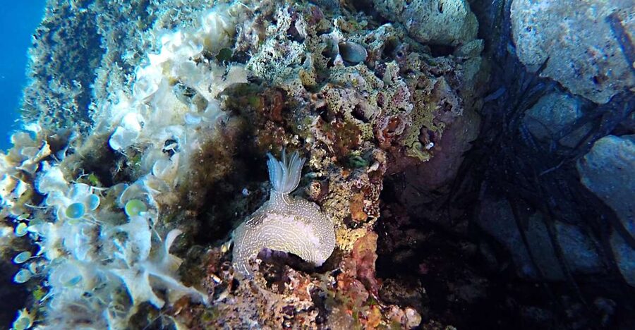 Dubrovnik: 1-Day Discover Scuba Diving Course - What you may see in the Adriatic