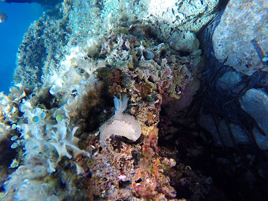 Dubrovnik: 1-Day Discover Scuba Diving Course - The first underwater session