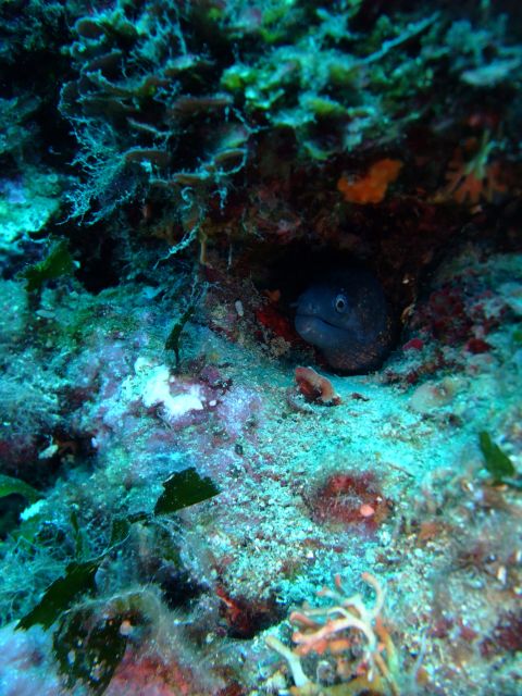 Dubrovnik: 1-Day Diving Package - What the first underwater session is like