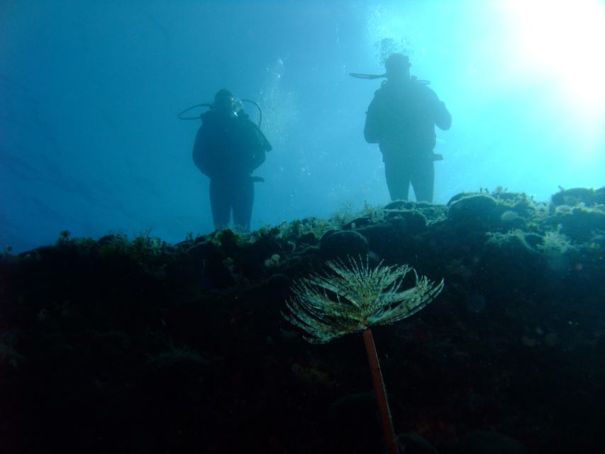 Dubrovnik: 1-Day Diving Package - Caves, walls, wrecks, and the character of each site